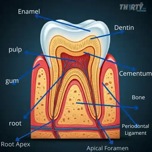 مكونات السن