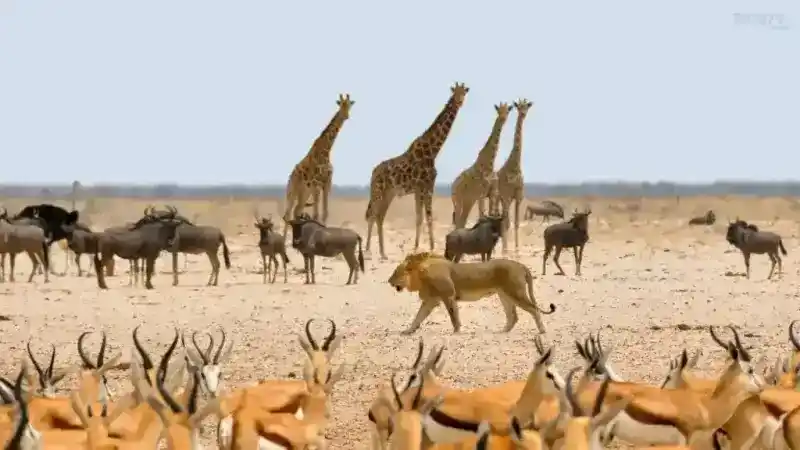 أسنان الحيوانات