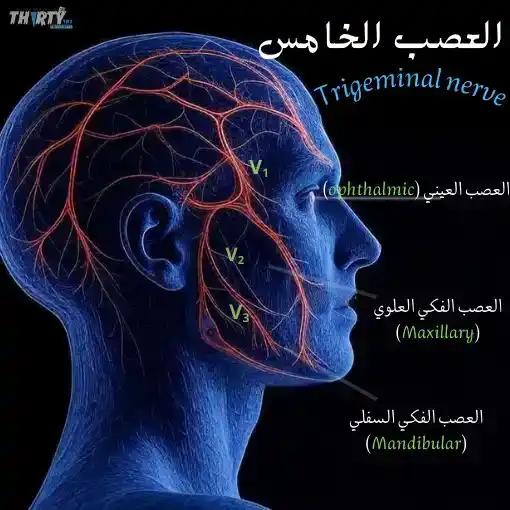 الأسنان ومخارج الحروف: كيف تؤثر صحة الفم على وضوح النطق؟ 1 العصب الخامس