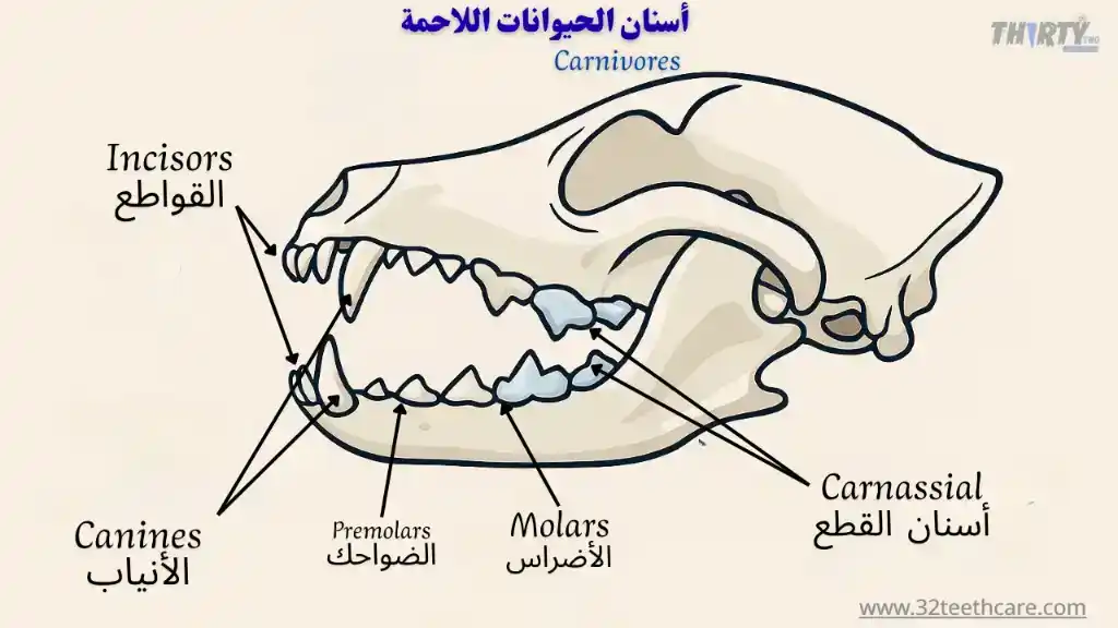 أسنان الحيوانات اللاحمة
