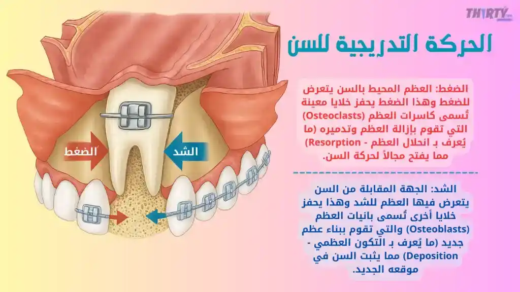 حركة السن مع التقويم
